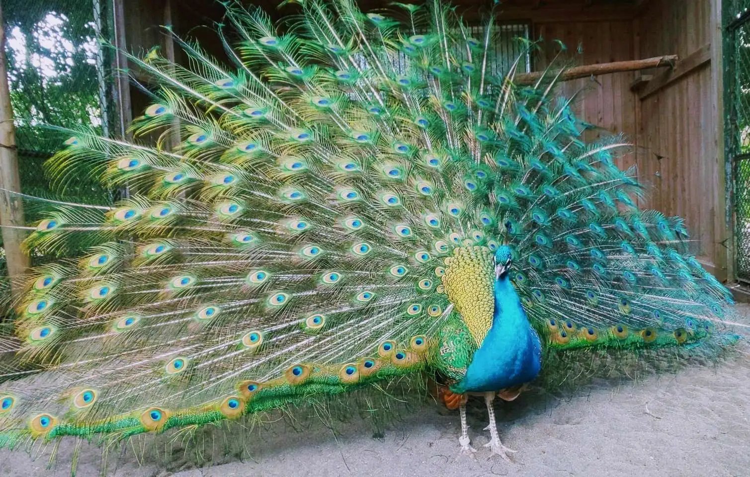 ⛩️ 히사이즈 신사 (久伊豆神社)